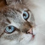 Hvilket tørfoder er farligt for din kat: skjulte farer, som emballagen ikke fortæller dig om hvilket-toerfoder-er-farligt-for-din-kat-skjulte-farer-som.jpg