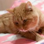 Hvor meget legetøj en kat har brug for for at være helt lykkelig: Her er, hvad zoopsykologerne siger hvor-meget-legetoej-en-kat-har-brug-for-for-at.jpg