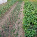 Hvorfor almindelig ask gør underværker i bedene: hemmeligheden, som erfarne gartnere tier om hvorfor-almindelig-ask-goer-undervaerker-i-bedene-hemmeligheden-som-erfarne.jpg