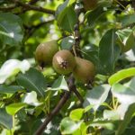 Hvorfor beskære frugttræer to gange om året: den skjulte betydning af en simpel procedure hvorfor-beskaere-frugttraeer-to-gange-om-aaret-den-skjulte-betydning.jpg