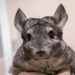 Hvorfor en chinchilla ikke lugter: Den overraskende tilpasning af bjergboere, som vi ikke lægger mærke til hvorfor-en-chinchilla-ikke-lugter-den-overraskende-tilpasning-af-bjergboere.jpg