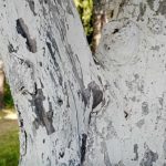 Hvorfor erfarne gartnere kalker træer om efteråret: aflivning af en stor myte hvorfor-erfarne-gartnere-kalker-traeer-om-efteraaret-aflivning-af-en.jpg