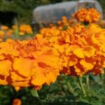 Hvorfor fløjl er blevet jordbærbedets bedste ven: de skjulte fordele ved den ydmyge blomst hvorfor-floejl-er-blevet-jordbaerbedets-bedste-ven-de-skjulte-fordele.jpg