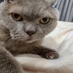 Hvorfor katte knuser dig med deres poter: den skjulte betydning af en gestus, du ikke var klar over, at du gjorde hvorfor-katte-knuser-dig-med-deres-poter-den-skjulte-betydning.jpg