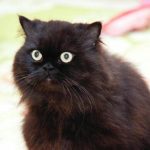 Hvorfor katte spinder: den skjulte mekanisme i en ældgammel forståelse hvorfor-katte-spinder-den-skjulte-mekanisme-i-en-aeldgammel-forstaaelse.jpg