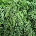 Hvorfor naboens dild altid er mere luftig: Hemmeligheden ligger i dybden af frøplaceringen hvorfor-naboens-dild-altid-er-mere-luftig-hemmeligheden-ligger-i.jpg