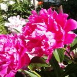 Hvorfor pæoner ikke blomstrer frodigt: hemmeligheden bag fodring to gange dagligt, som naboerne er tavse om hvorfor-paeoner-ikke-blomstrer-frodigt-hemmeligheden-bag-fodring-to-gange.jpg