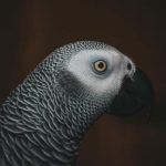 Hvorfor papegøjer danser til musik: den overraskende forbindelse mellem rytme og intelligens hvorfor-papegoejer-danser-til-musik-den-overraskende-forbindelse-mellem-rytme.jpg