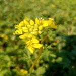 Hvorfor sennep i køkkenhaven er vigtigere, end du tror: de skjulte fordele ved sideudlæggeren hvorfor-sennep-i-koekkenhaven-er-vigtigere-end-du-tror-de.jpg