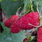 Sådan binder du hindbær: en enkel måde at fordoble din bærhøst på saadan-binder-du-hindbaer-en-enkel-maade-at-fordoble-din.jpg