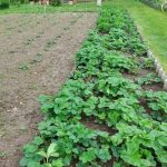 Sådan får du de rigtige planter i samme bed: små tricks til en stor høst saadan-faar-du-de-rigtige-planter-i-samme-bed-smaa.jpg