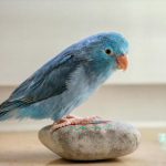 Sådan forstår du en papegøje uden ord: Afkodning af din fjerede vens bevægelser og kropsholdning saadan-forstaar-du-en-papegoeje-uden-ord-afkodning-af-din.jpg