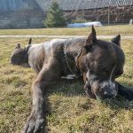 Sådan introducerer du et gammelt kæledyr til en ny hvalp: en trin-for-trin-strategi for fredelig accept saadan-introducerer-du-et-gammelt-kaeledyr-til-en-ny-hvalp.jpg